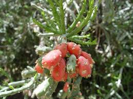 Bright red fruits appear through much of autumn and winter seasons. Darning Needle Cactus A Great Candidate For The Holidays