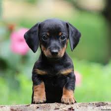 Advertise, sell, buy and rehome caucasian shepherd dog dogs and puppies with pets4homes. Dachshunds Dogs For Sale Ukiah