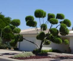 At a basic level, pruning olive trees has several chief aims: Poorly Pruned Tree Scary And The Unfortunate Results