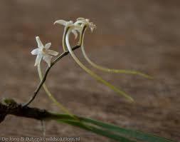 Image result for Ypsilopus erectus