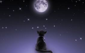 Maybe you would like to learn more about one of these? Mond Katze Hintergrundbilder Mond Katze Frei Fotos