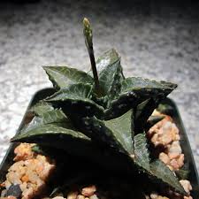 Image result for Ficus tesselata