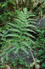 Image result for Pteris commutata