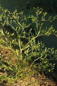 Image result for Ranunculus multifidus