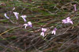 Image result for Cyphia