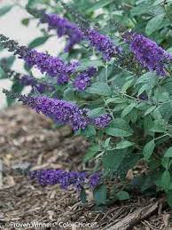 Buddleia Blue Chip Jr Bluestone Perennials Plants Butterfly Bush Perennials