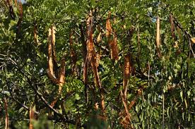 Image result for Cassia abbreviata