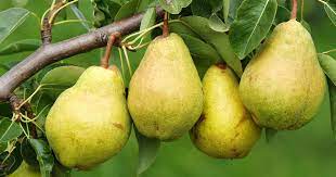 Good dwarfing rootstocks are desired for more compact and earlier. 11 Of The Best Fruiting Pear Varieties Gardener S Path