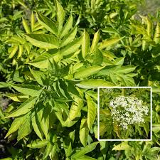 Sweet cherries are an exception: Golden Elderberry Sambucus Aurea Garden Express