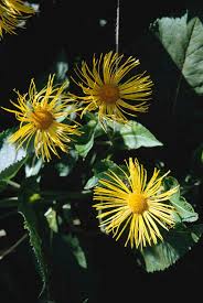 Image result for Inula mannii