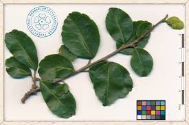 Image result for Flacourtia indica