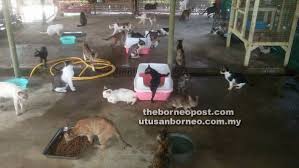 Hanya berita yang berinformasi dan mempunyai sumber sahih sahaja akan dibenarkan dibuka di bod ini. Selamatkan Anjing Dan Kucing Terbiar Cedera Utusan Borneo Online
