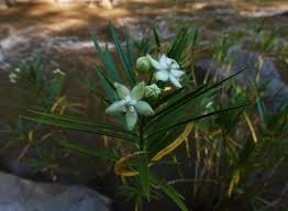 Image result for Kanahia laniflora