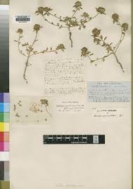 Image result for Kotschya africana