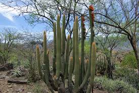 It looks like an agave relative rather than a cactus, but it. Nature Chronicles Of Canada Slim