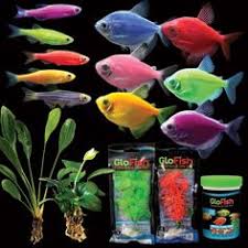 32 Best Buy Glofish Online Images Aquarium Fish Fish