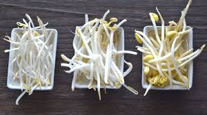 もやし3種を使い分けて美味しく食べる方法&レシピを野菜のプロが解説！【緑豆 大豆 ブラックマッペ】 - メシ通 | ホットペッパーグルメ