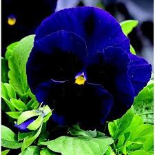 50 Pansy Swiss Giant Ullswater Flower Seeds Pansies Flowers Flower Seeds Pansies