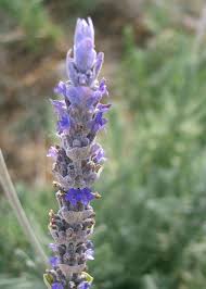 Image result for Lavandula dentata