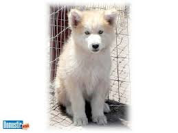 Northern Ca Wolf Dog Puppies For Sale From 250 1200 Wolf Dog Puppy Wolf Dog Dogs