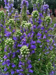 Image result for Lobelia minutula