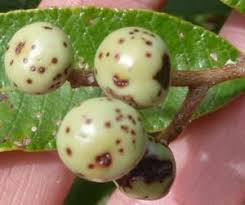 Image result for Ozoroa gomesiana