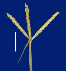 Image result for Cynodon aethiopicus