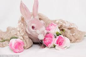 The doctor was given a pet cat named wolsey by joan redfern. Bald Rabbit Mr Bigglesworth Becomes Internet Sensation Daily Mail Online