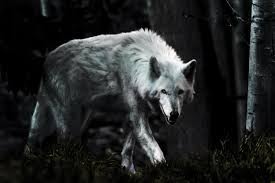 See more ideas about wolf art, anime wolf, fantasy wolf. Anime Black Wolf Wallpapers Wallpaper Cave