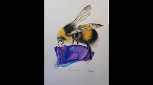 Bumblebee clipart realistic picture 310209 bumblebee. Realistic Bumble Bee Drawing Time Lapse Video Youtube