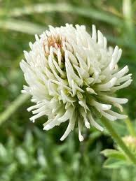 Image result for Trifolium masaiense