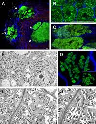Image result for Aeschynomene afraspera