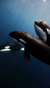 We present you our collection of desktop wallpaper theme: Orca Iphone Wallpapers Top Free Orca Iphone Backgrounds Wallpaperaccess