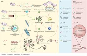Csf And Blood Biomarkers For Parkinson S Disease The Lancet Neurology