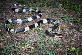Hasil gambar untuk Blue Krait