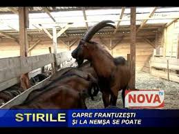 Exploatații mixte de culturi și creșterea animalelor. Capre Frantuzesti Crescute La Nemsa De Iulius Comiza Novatv Ro Youtube