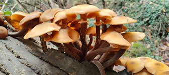 Image result for Lactarius mutabilis