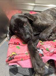 Rescue of Injured Corso Puppy #A593406