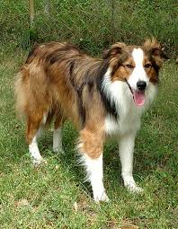 Rescued dogs are in foster care. Pin On Dogs For Adoption