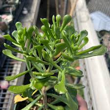Image result for Kalanchoe glaucescens