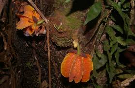 Image result for Buchnerodendron lasiocalyx