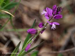 Image result for Polygala marensis