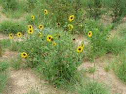 Image result for Helianthus debilis