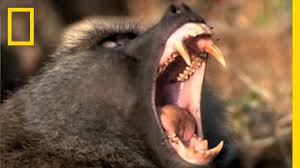 Facts and information about baboon. Baboon Attack National Geographic Youtube