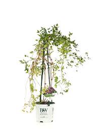 Check spelling or type a new query. Madame Maria Clematis Live Shrub White Flowers 1 Gallon Buy Online In Dominica At Dominica Desertcart Com Productid 119202382