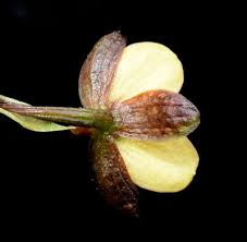 Image result for Eulophia tenella