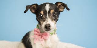 Homeward bound pets spay and neuter clinic. Penelope 12 Year Old Rat Terrier Arizona Humane Society