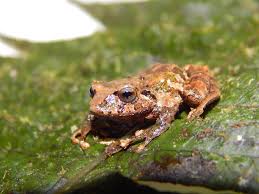 Image result for Pristimantis bambu