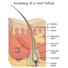 Wide choice of solutions for everyone. Patient S Guide To Pre Operative Hair Removal For Phalloplasty