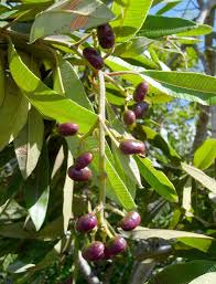 Image result for Ozoroa nitida